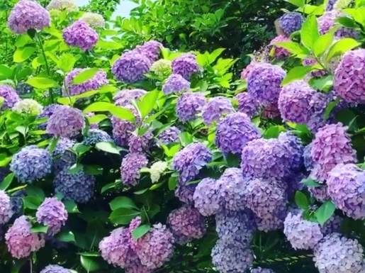 ¿©Çà »çÁø5 ¿©Çà »çÁø5